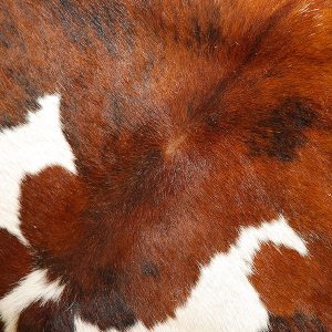 Texas Room Texas Room