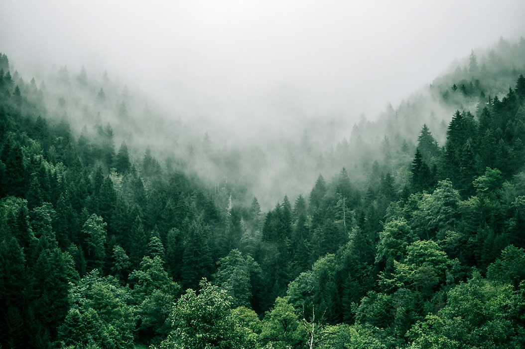 Our Commitment To The Environment